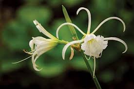 Image result for Ismene narcissiflora