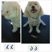 We did not find results for: Aussie Pet Mobile Southern California 144 Photos 204 Reviews Pet Groomers 888 Prospect St La Jolla La Jolla Ca Phone Number Yelp