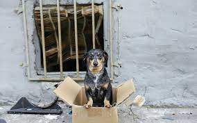 11 Signs Of Animal Cruelty And How You Can Help Pets For Patriots