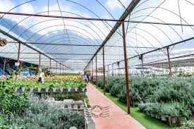 Besides lavender, there are variety of cameron lavender garden, brinchang. Lavender Garden Cameron Highlands Pahang Crisp Of Life