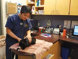 Adobe has awesome team members. Veterinary Technicians Advocate For Their Profession Amid National Shortage Insight Into Diversity