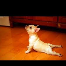Downward Dog And Now Cobra Cute Animals Dog Yoga Puppies Yoga