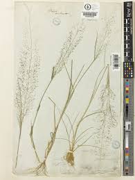 Image result for Sporobolus tenuissimus