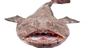 Lets make delicious baked monkfish. What Is Monkfish And Is It Poisonous