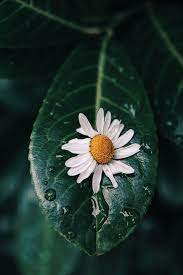 Greenleaf nurseries offers the largest and most diverse range of plant species and cultivars in new zealand. White Flower On Green Leaf Photo Free Plant Image On Unsplash Plant Images Free Plants Trees To Plant