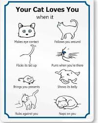 Pin By Chania U On S M A R T In 2020 Cat Language Cat Love Cat Facts