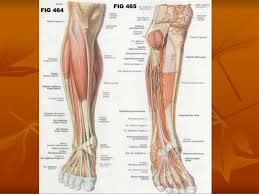 The achilles tendon transmits the force of the muscles across the ankle joint, allowing for both. 7 Anatomy Of The Leg And Dorsum Of The Foot