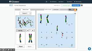 *log onto www.explorelearning.com then select their human karyotyping gizmo. Human Karyotyping Gizmo Explorelearning Youtube