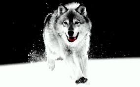 Wolf wallpapers, backgrounds, images 240x320— best wolf desktop wallpaper sort wallpapers by: Wolf Wallpaper White