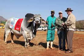 With both gray brahman cows and red brahman cattle for sale, moreno ranches is one of the top sellers of brahman cows in florida and now in texas, too. White Brahman Bull Lead By Handler Photo Editorial Image Image Of Breading Farming 58379075