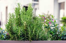 Image result for rosemary container