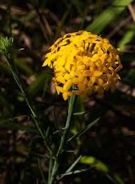 Image result for Gnidia chrysantha