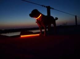 Best Led Light Up Dog Collars In 2018 Top Product Reviews
