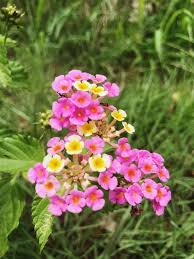 Image result for Lantana camara