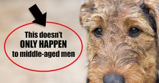 Symptoms of advanced prostate cancer. What Can An Enlarged Prostate Mean