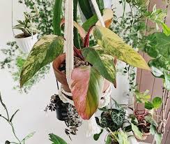 Philodendron Strawberry Shake In 2020 Plant Leaves Plants Indoor Plants