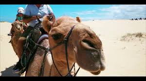 Get details of location, timings and climb the highest of these dunes for views of the sea, then sand surf down to such a great activity to do at port stephens with kids. Oakfieldranch Camel Rides Port Stephens Area Surrounds Visitnsw Com