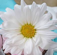 For all orders made before 10:00 am(est) will be delivered the same day. He Loves Me He Loves Me Not A Single Edible Flower Is Lovely On Top Of A Cupcake Www Sweetdesigncompa Edible Flowers Affordable Website Design Design Company