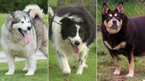 Share the best gifs now >>>. Fat Dog George Gorged On Pasties And Pies Bbc News