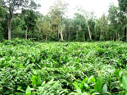 Image result for Congolanthus longidens