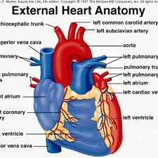 External Heart Diagram Heart Anatomy Heart Diagram Human Heart Anatomy