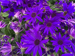 Image result for Pericallis