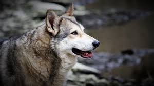 Un canidé issu de l'accouplement entre un chien et une louve ou entre un loup et une chienne. Chien Loup Tcheque Ou De Saarloos Points Communs Et Differences Botaneo