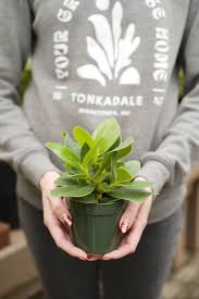 Image result for Autographa excelsa