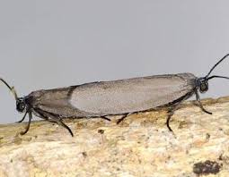 Image result for Hermannia parvula