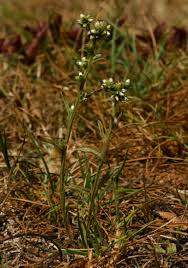 Image result for Neojeffreya