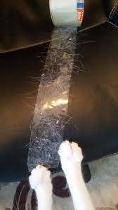 If you have a pet with fur, the fur is going to get into the carpet. Cat Hair Cleaning Cat Hair Hacks Cat Hair Cleaning How To Remove Cat Hair Cleaning Tips Cat Hair Cleaning Cat Hair Removal Cat Hair How To Clean Furniture