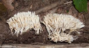 Image result for Heteromorpha sp. agg.