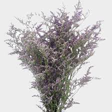 Limonium Misty Blue Flower Wholesale Blooms By The Box