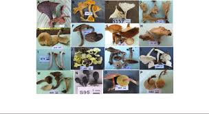 Image result for Gilbertiodendron dewevrei