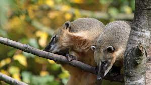 Coati, a mammal of the nasua genus. Nasenbar Duda News