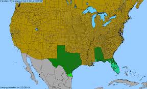 Image result for Sida urens