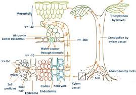 Water Absorption And Conduction Through Xylem Vessels Plant Drawing Conduction Water Plants