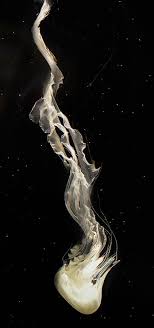 White Jellyfish Against Black By Lynn Langmade Denizanasi Resimler Illustration
