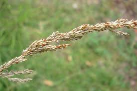 Image result for Sporobolus natalensis