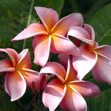 Pin On Hawaii