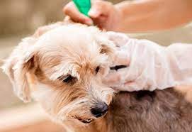 We did not find results for: 8 Cara Membasmi Kutu Anjing Dengan Bahan Alami Pest Control