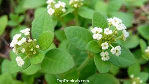 Image result for Lippia