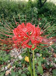 We did not find results for: Dewi Novita On Twitter Username Saya Saya Dapat Dari Nama Bunga Ini Iya Namanya Lycoris Lycoris Radiata Di Jepang Disebut ãƒ'ã‚¬ãƒ³ãƒãƒŠ Higanbana Ada Pula Sebutannya Red Spider Lily Ini Bunga Sering Banget