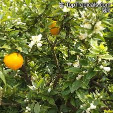 The oil is produced through steam distillation of the leaves and twigs. Citrus X Aurantium Bitter Orange Seville Orange Sour Orange Bigarade Orange Toptropicals Com