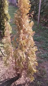 Image result for thuja drying out dead dried symptoms)
