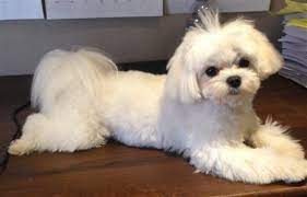 Pin On Maltese