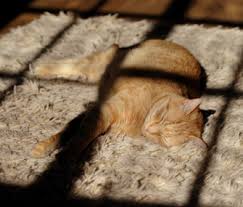 They keep track of when things usually happen and the same way that you'll get hungry around lunchtime and know it's been a few hours since breakfast, cats will judge how long it has been since. What Causes Cancer In Pets