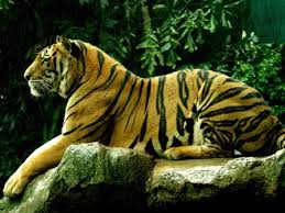 Sign in to leave a comment. Tiger Posing Cats Animals Background Wallpapers On Desktop Nexus Image 701029