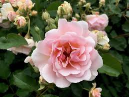 Image result for Felicia