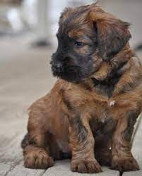 32 Life With Dogs Ideas Dogs Dog Show Pure Breed Dogs